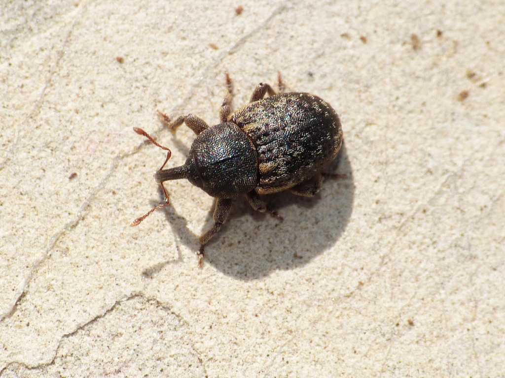 Probabile Pachytychius sparsutus  - Tolfa (RM)